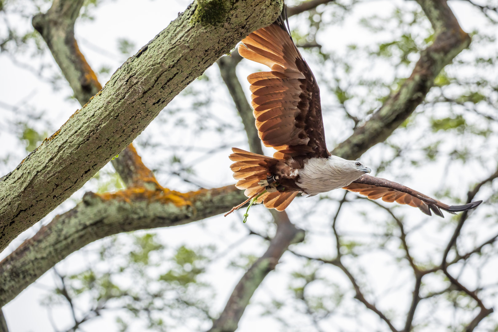 The brahminy kite (Haliastur indus)