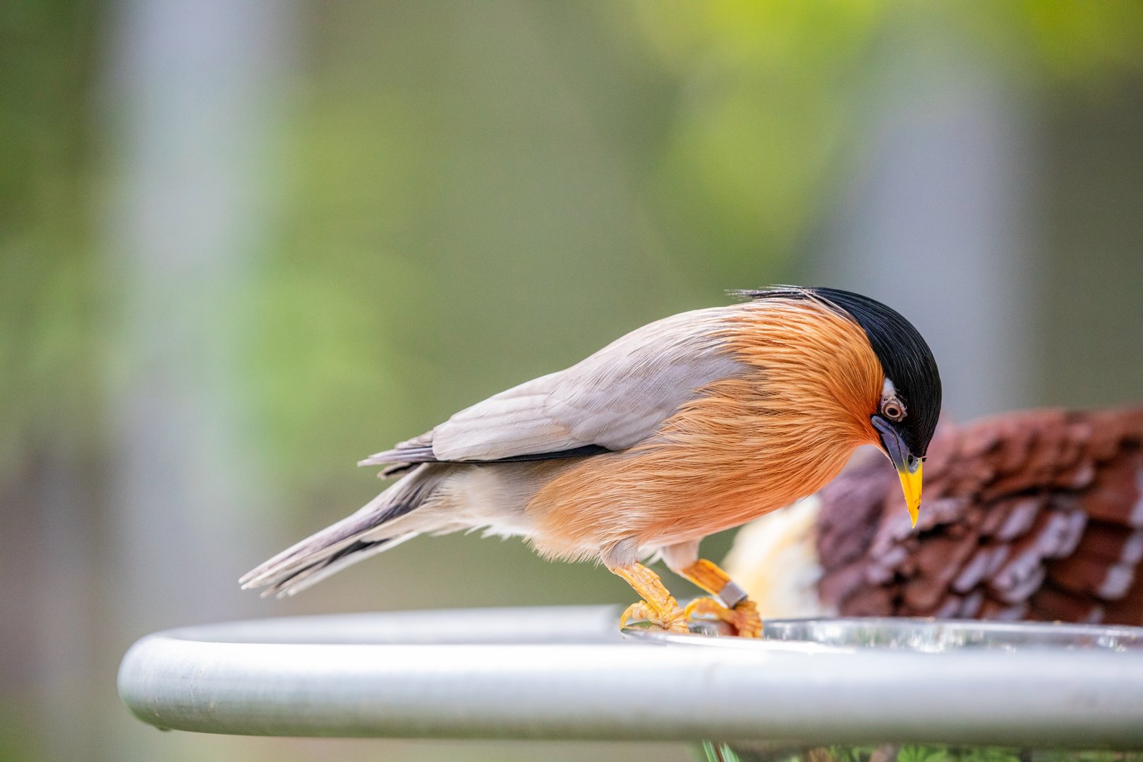 The brahminy starling (Sturnia pagodarum)