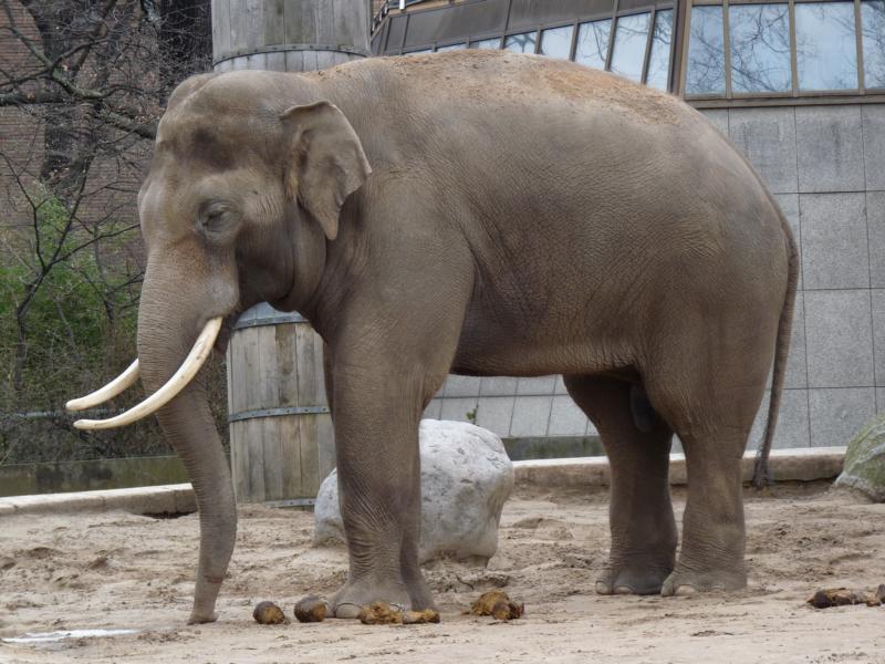 The breeding male Victor