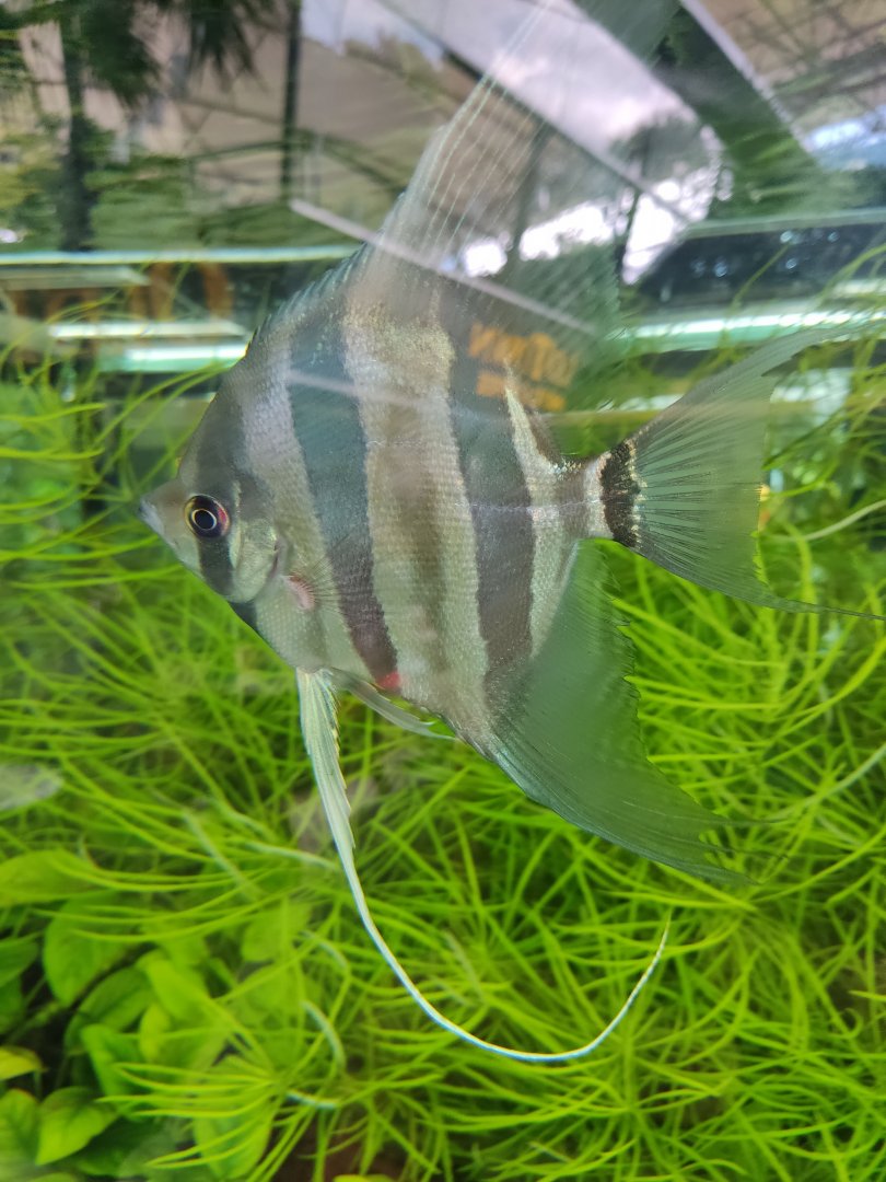 The Breeze BSD City - Altum Angelfish (Pterophyllium altum)