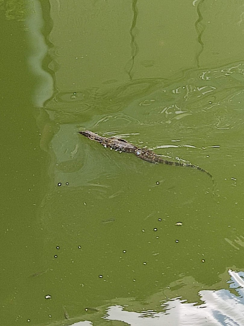 The Breeze BSD City - Asian Water Monitor (Varanus salvator bivittatus)