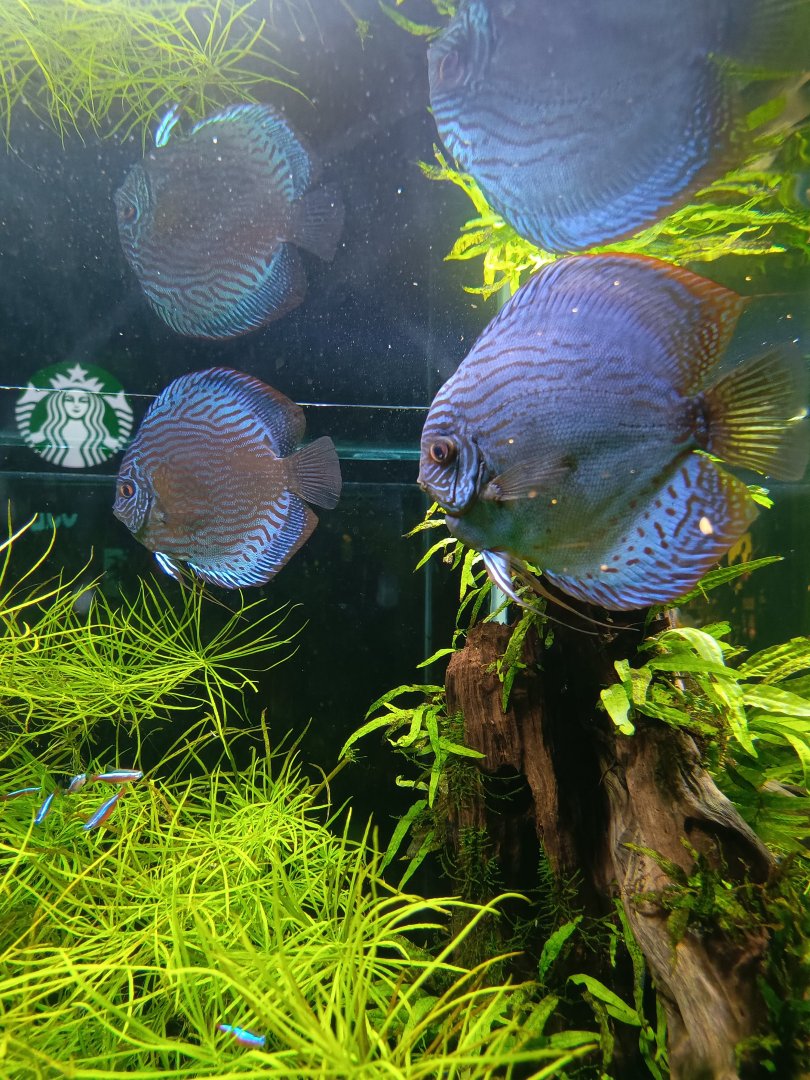 The Breeze BSD City - Blue Discus (Symphysodon aequifasciatus)