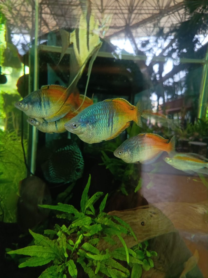 The Breeze BSD City - Boeseman's Rainbowfish (Melanotaenia boesemani)