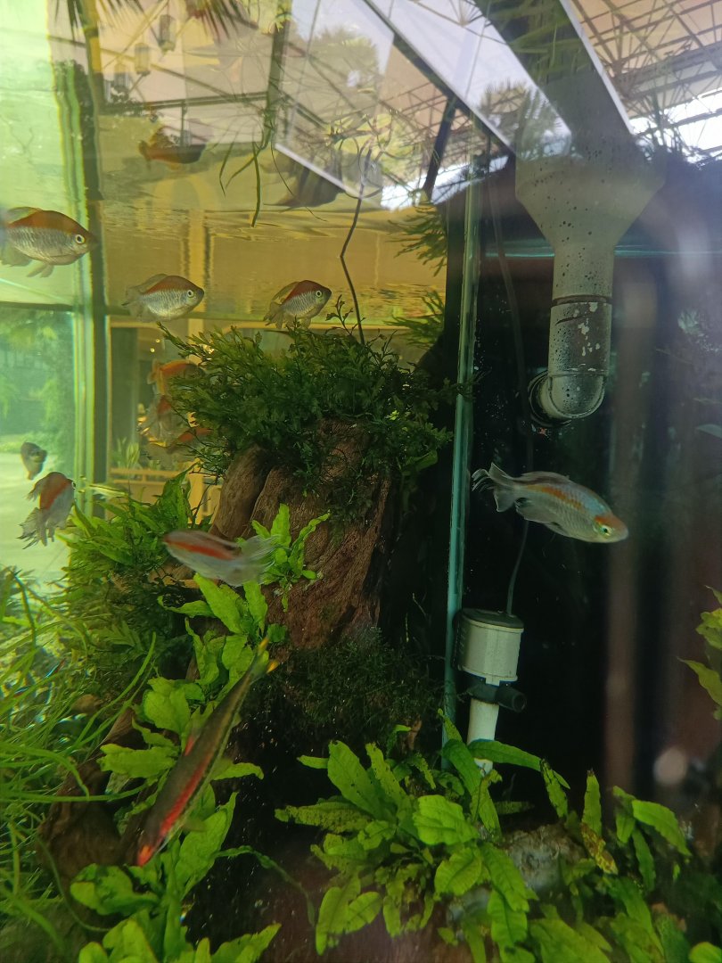 The Breeze BSD City - Congo Tetra (Phenacogrammus interuptus)