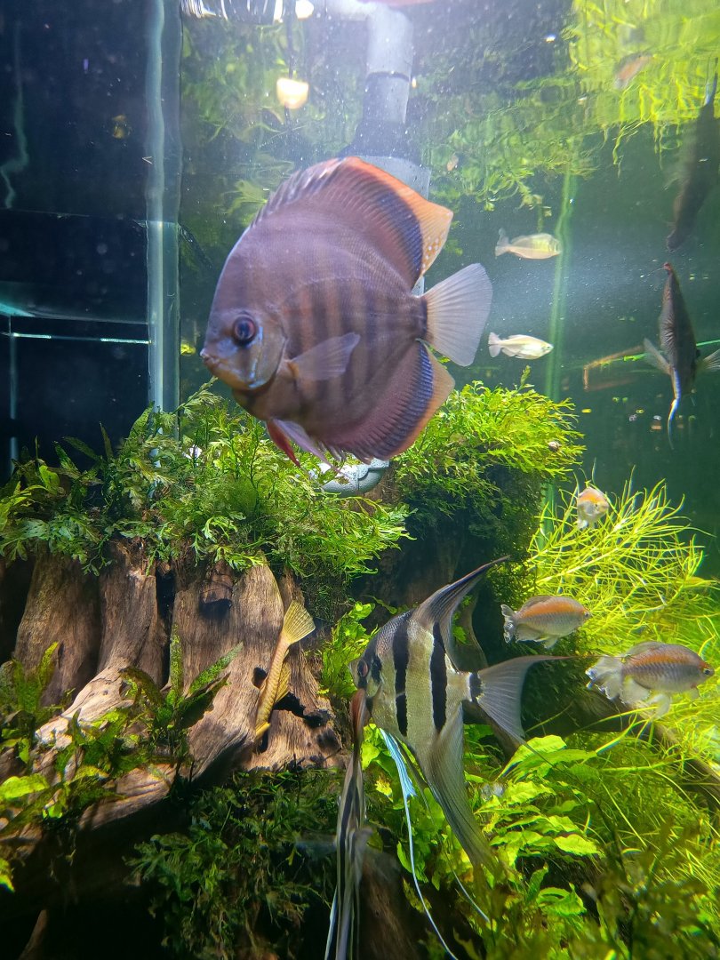 The Breeze BSD City - Heckel Discus (Symphysodon discus)