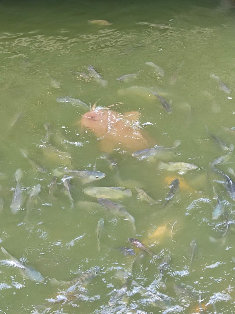 The Breeze BSD City - Sharp-toothed Catfish (Clarias gariepinus)