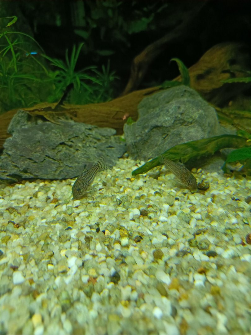 The Breeze BSD City - Three-lined Cory (Hoplisoma trilineatum)