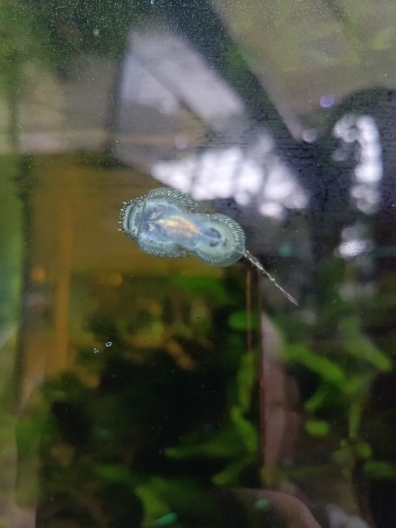 The Breeze BSD City - Unidentified hillstream loach