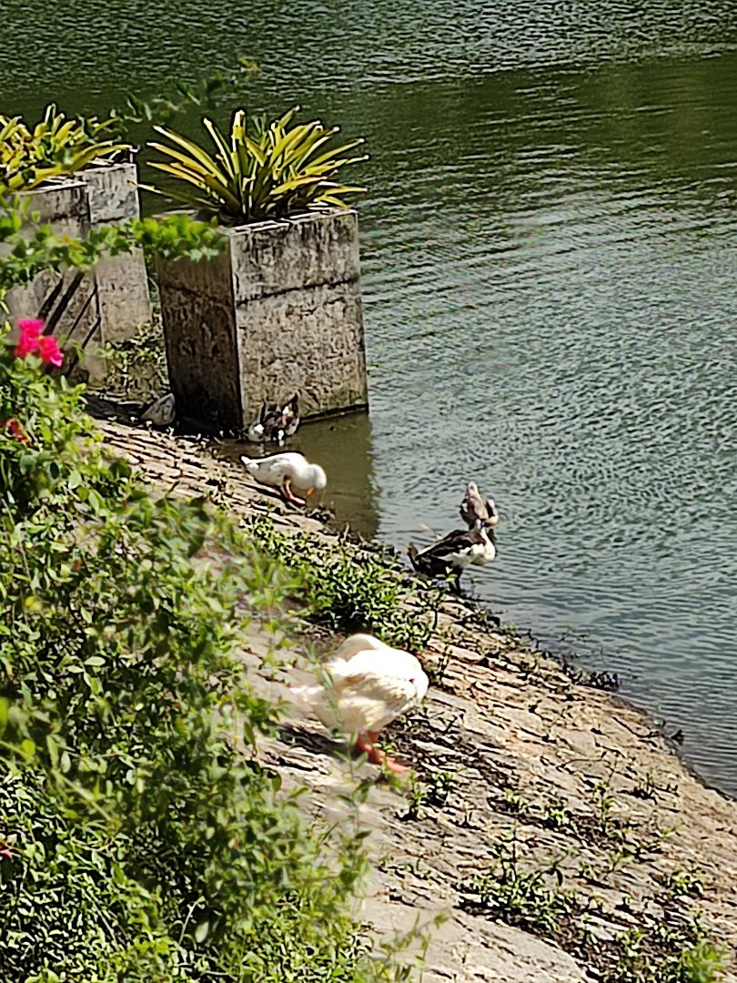 The Breeze BSD City - Waterfowls