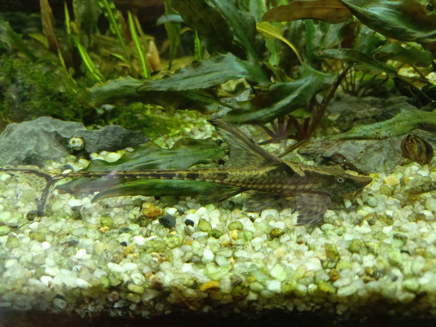 The Breeze BSD City - Whiptail Catfish (Sturisomatichthys aureum)