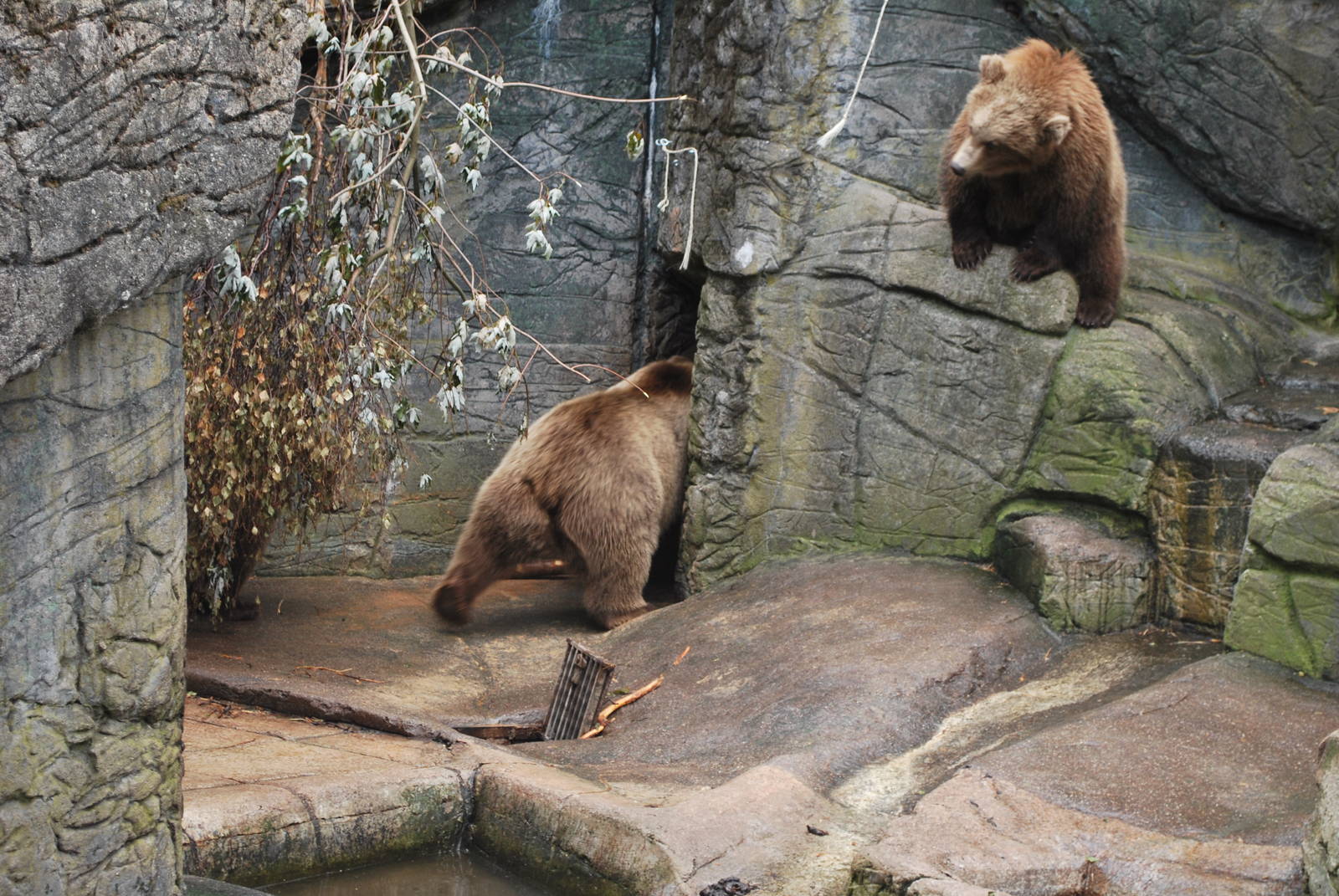 The brown bear family this Sunday...