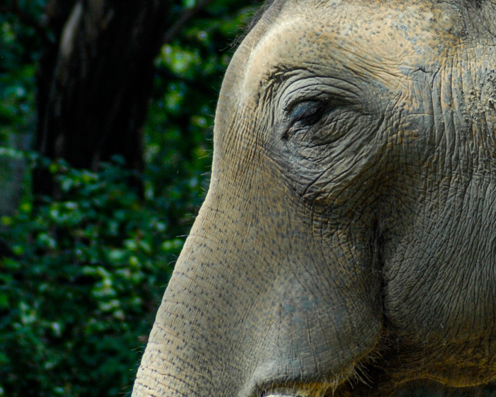 The bull elephant of the zoo - Berlin Zoo 2022