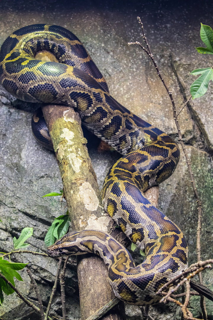 The Burmese python (Python bivittatus)