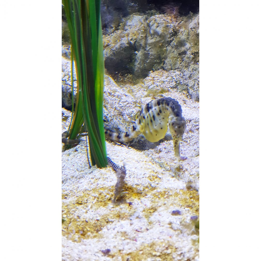 The busiest exhibit inside the aquarium!