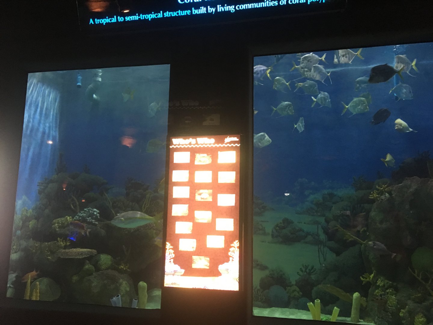 The bustling Caribbean tank