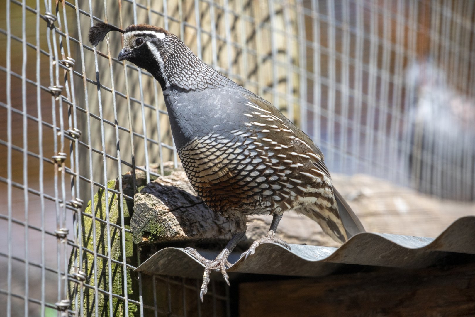 The California quail (Callipepla californica)