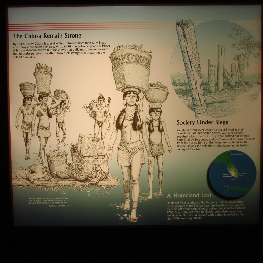 The Calusa Remain Strong