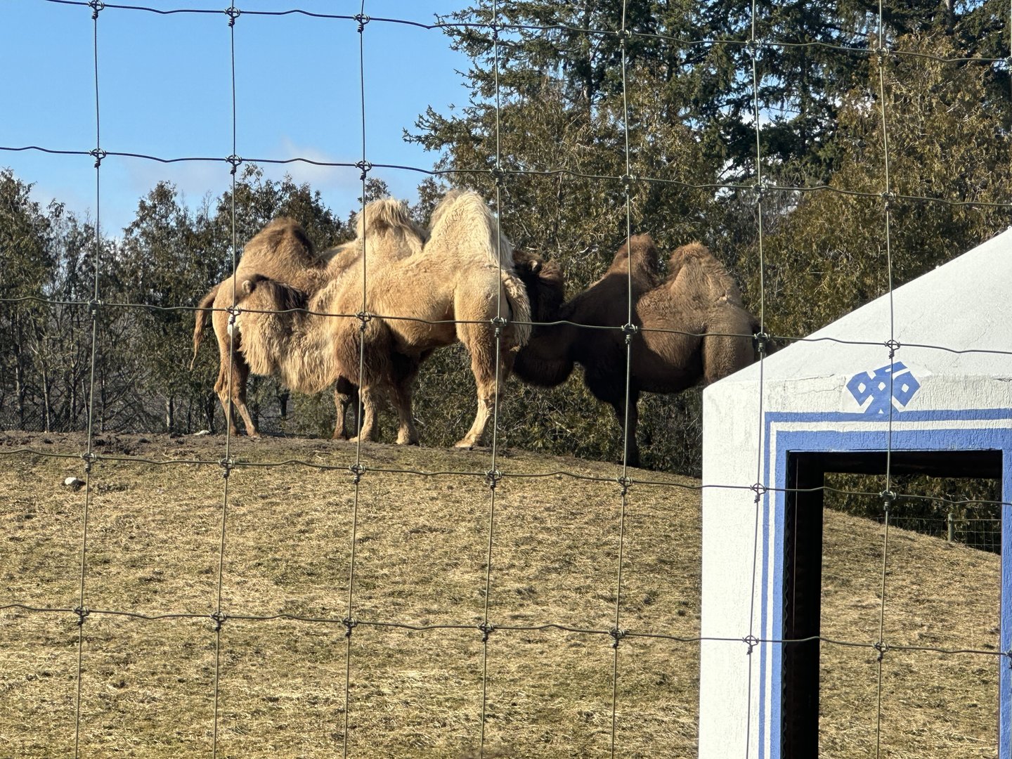 The Camels (2)