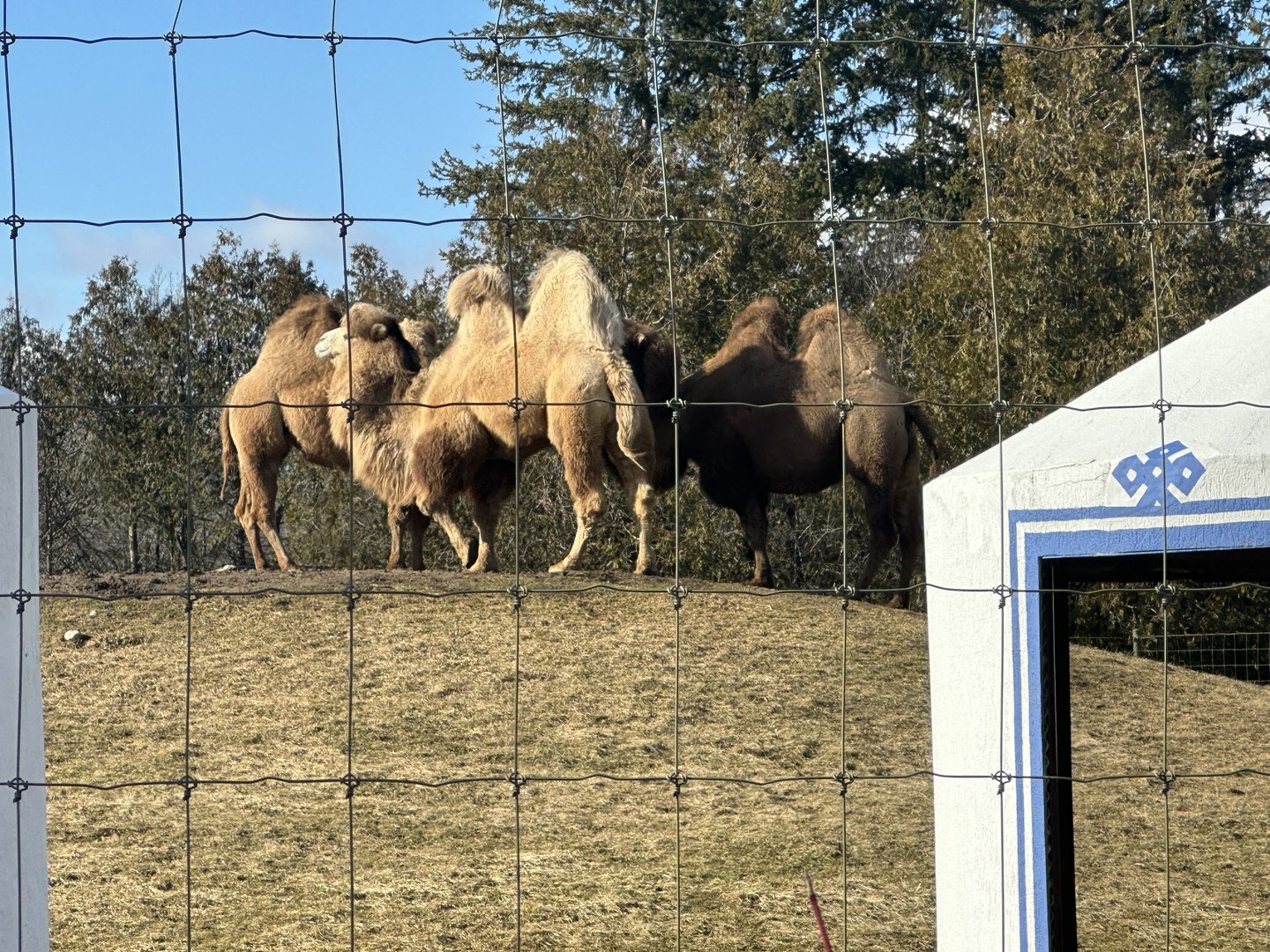 The Camels