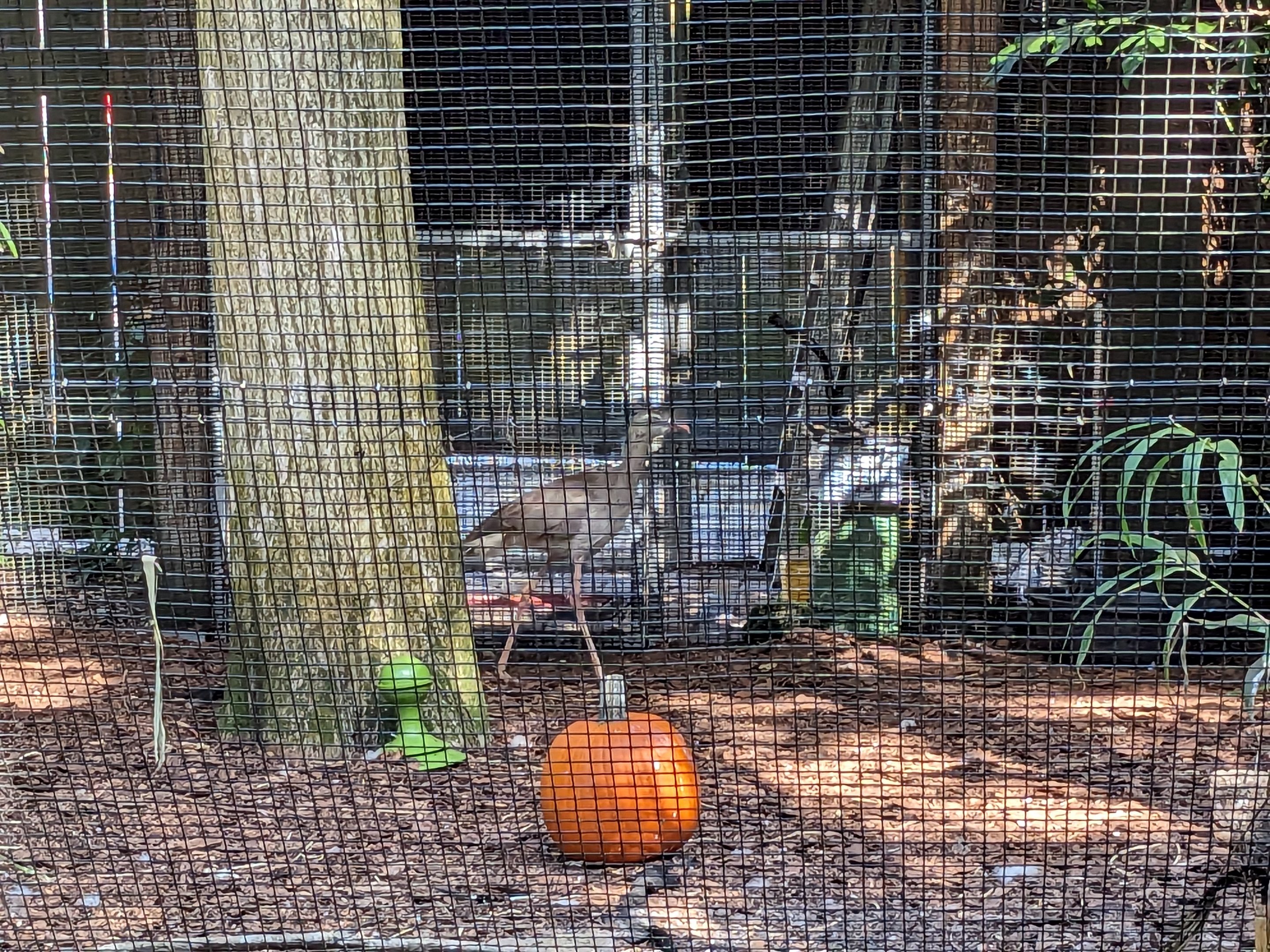 The Canopy Aviary - Red-legged Seriema