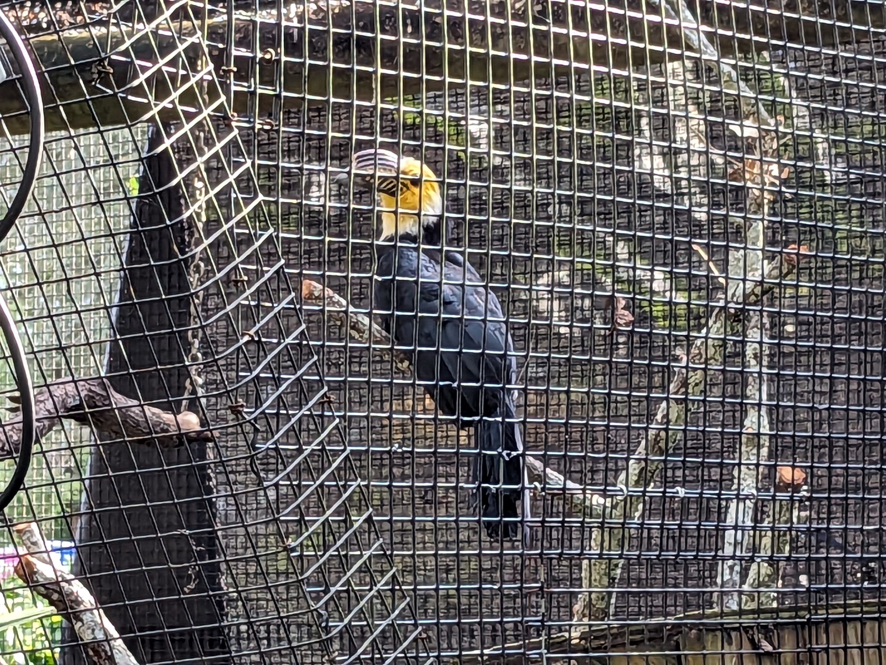 The Canopy Aviary -  Sulawesi hornbill