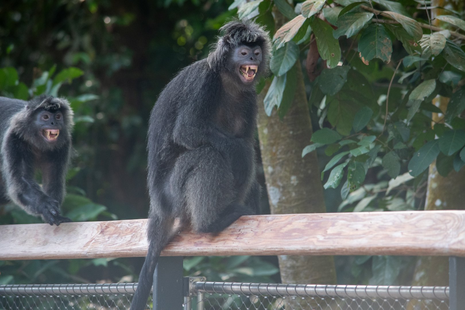 The Canopy- Javan langurs