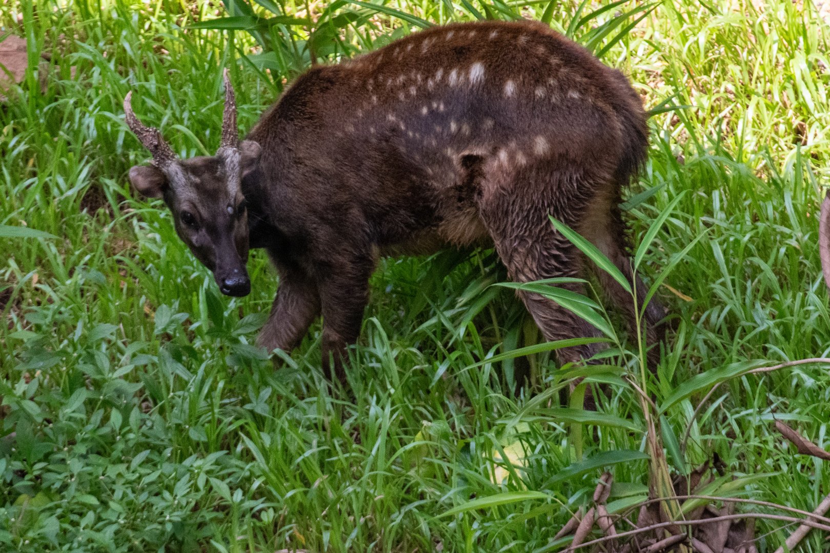 The Canopy- Philippine spotted deer