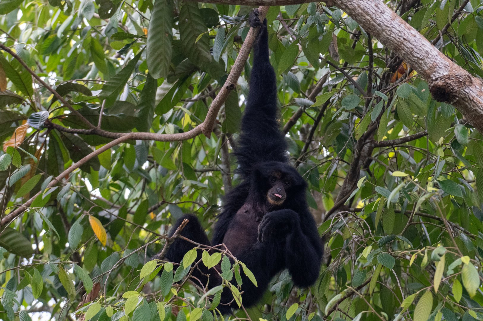 The Canopy- Siamang