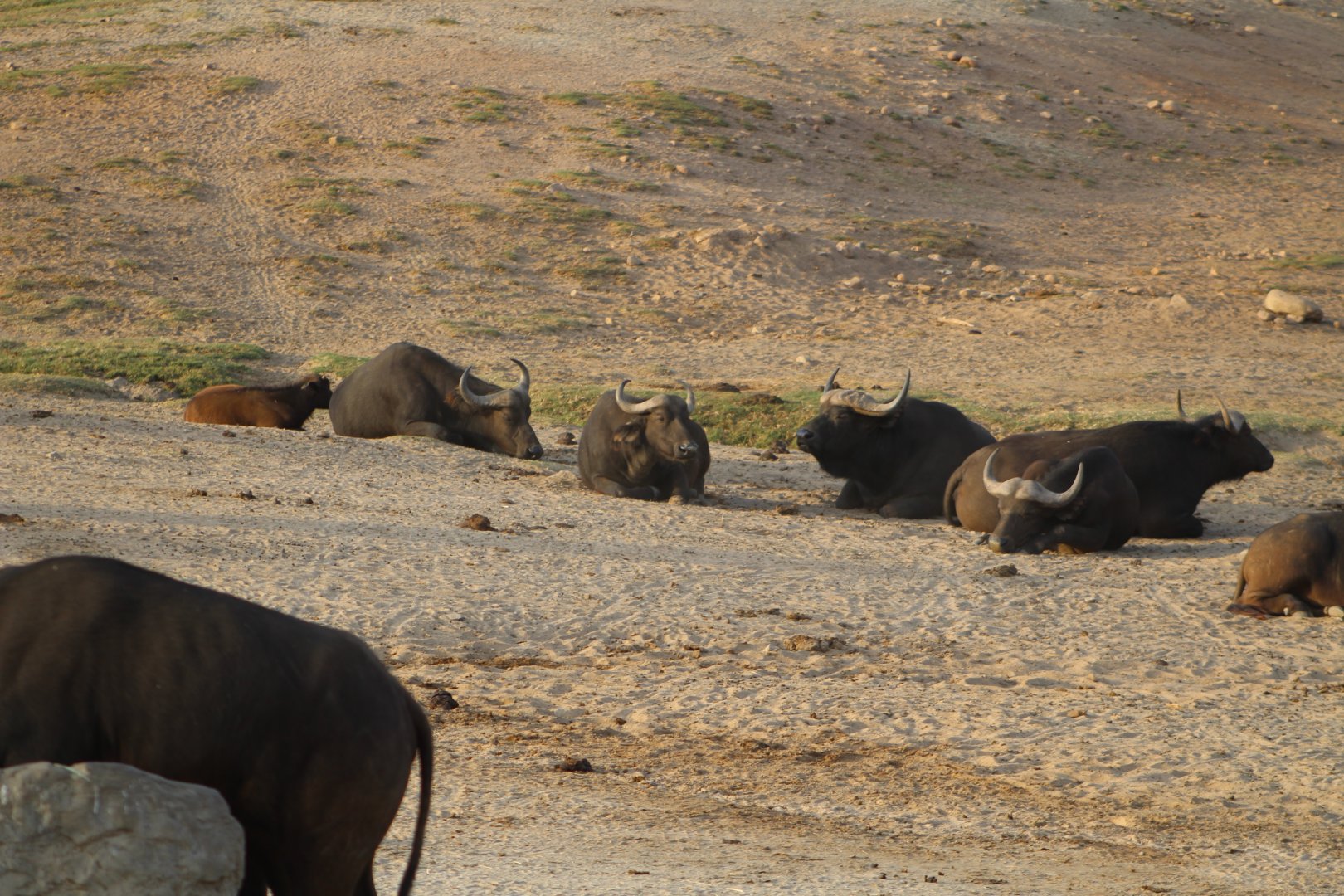 The Cape Buffalo Herd