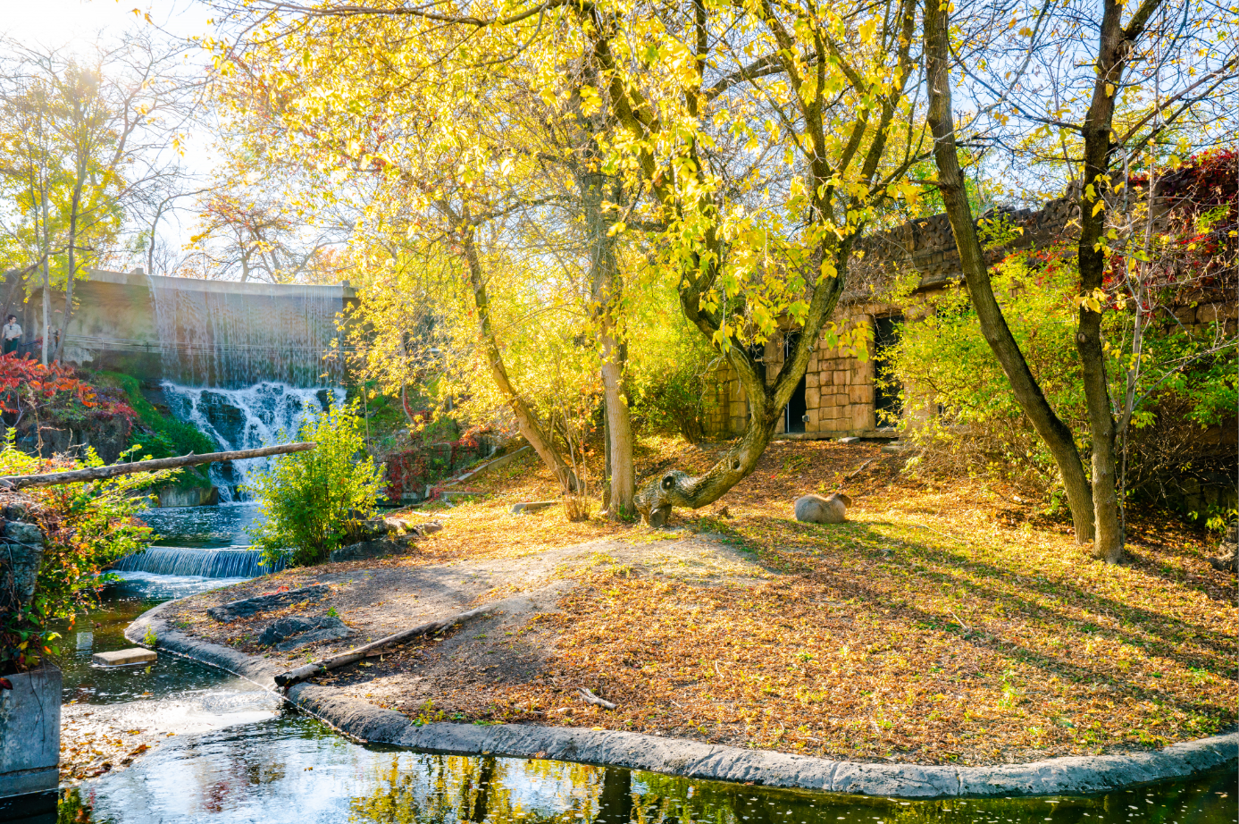 The Capybara exhibit at Mayan Temple Ruin
