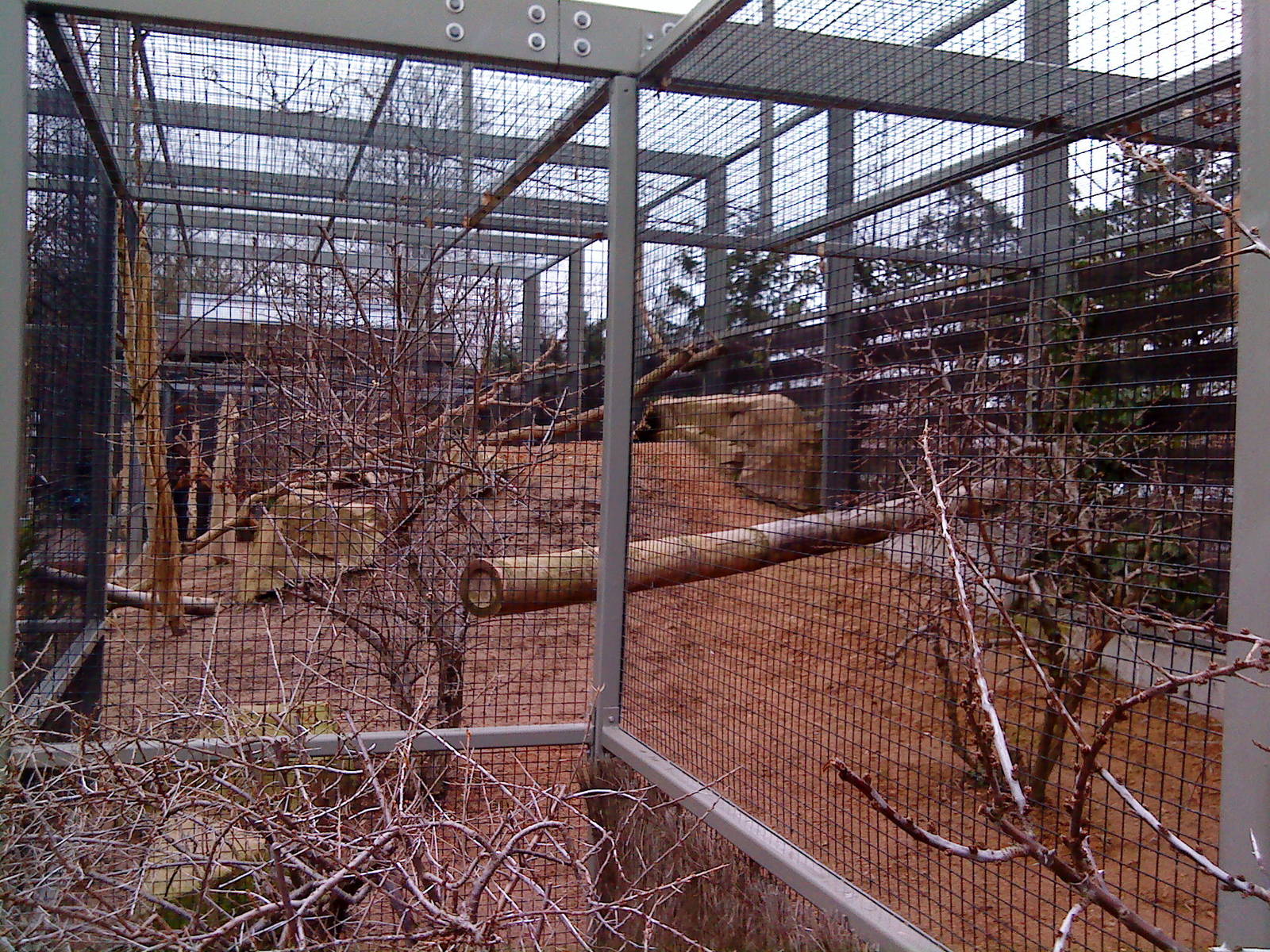 The caracal enclosure