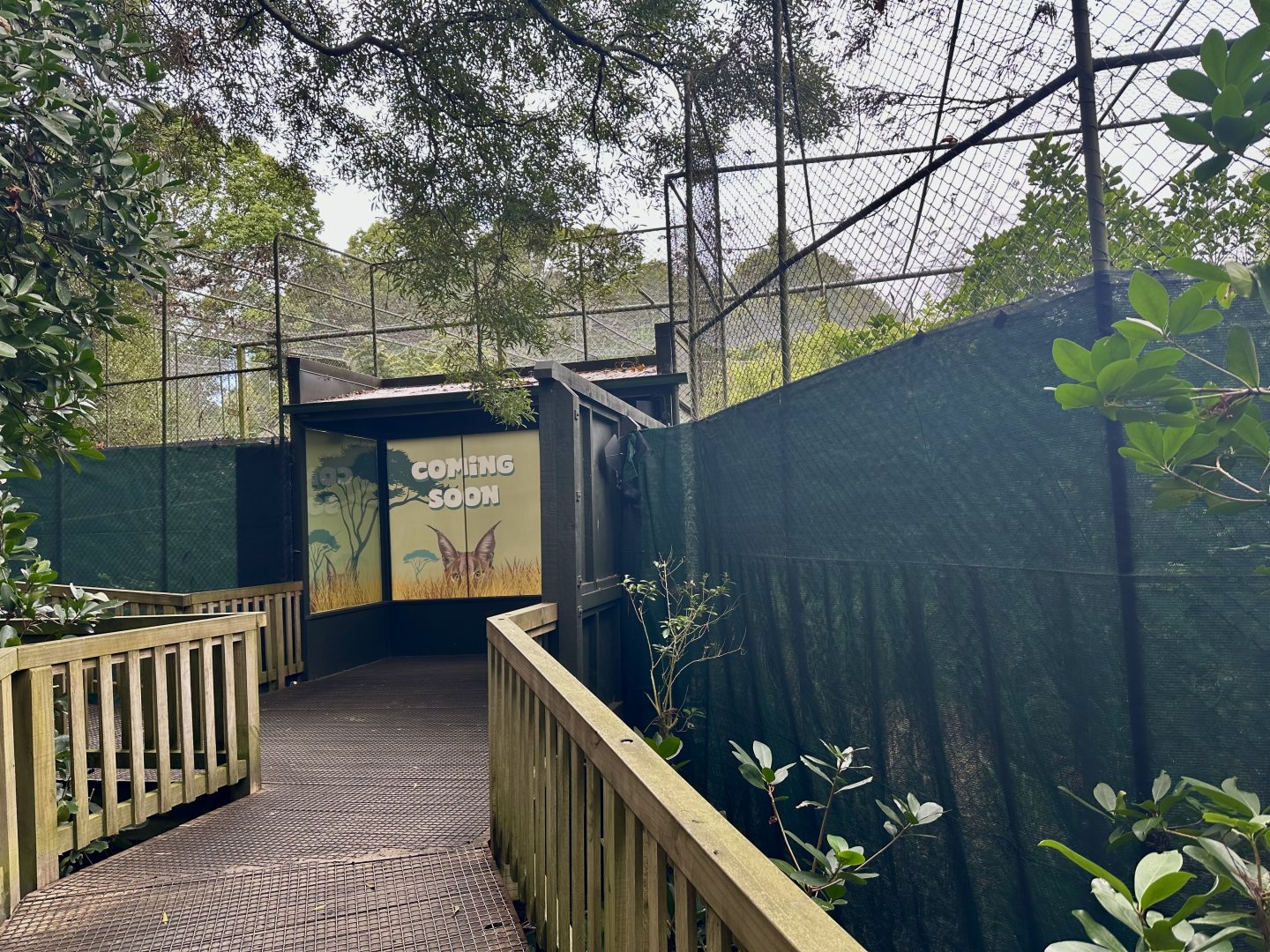 The Caracal Has Landed!