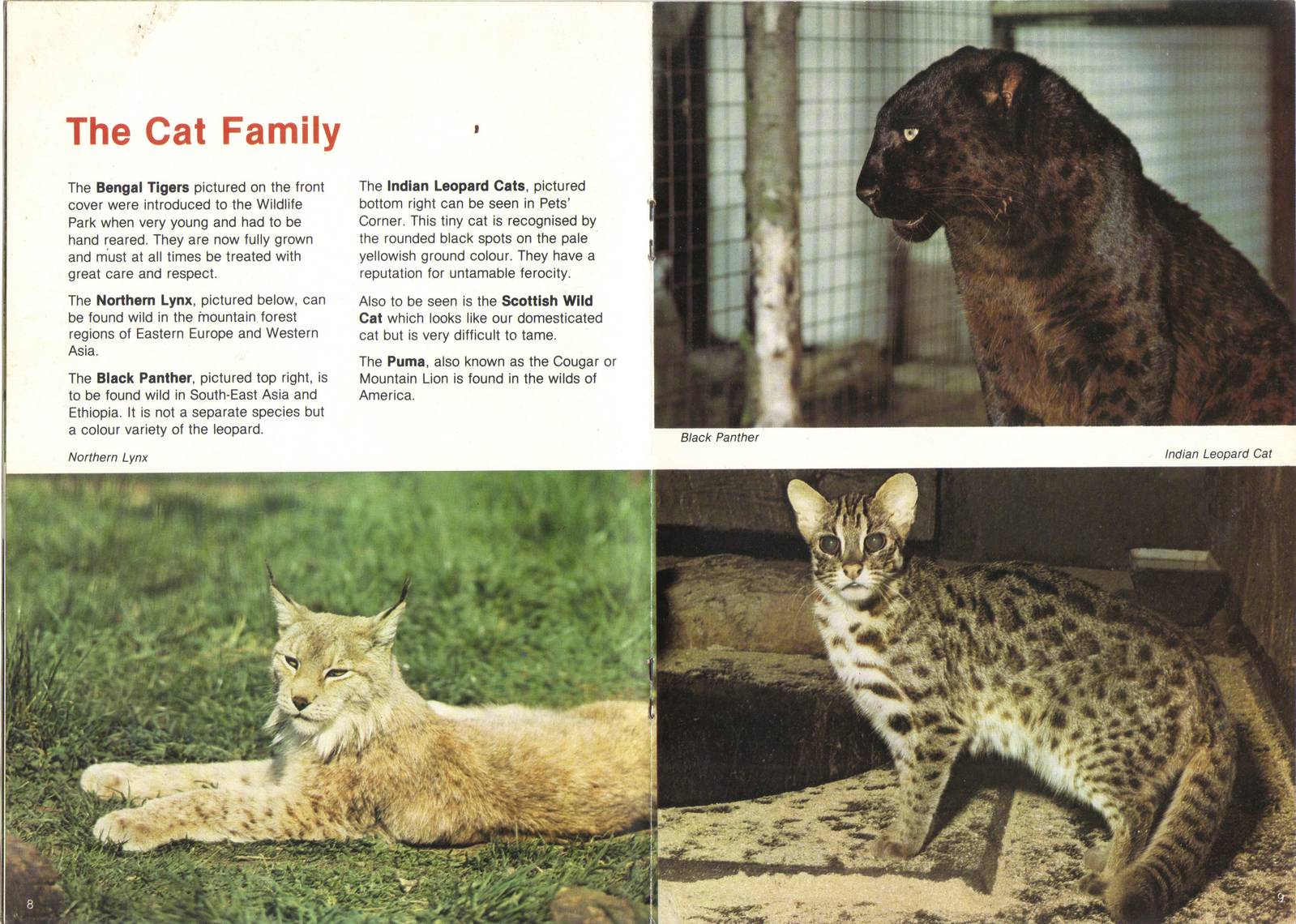 The Cat Family page in Bridgemere Wildlife Park guidebook