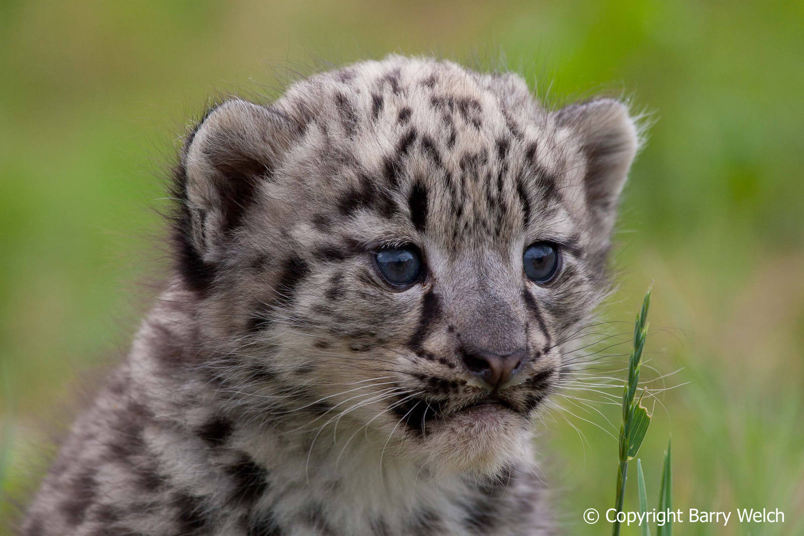 The Cat Survival Trust