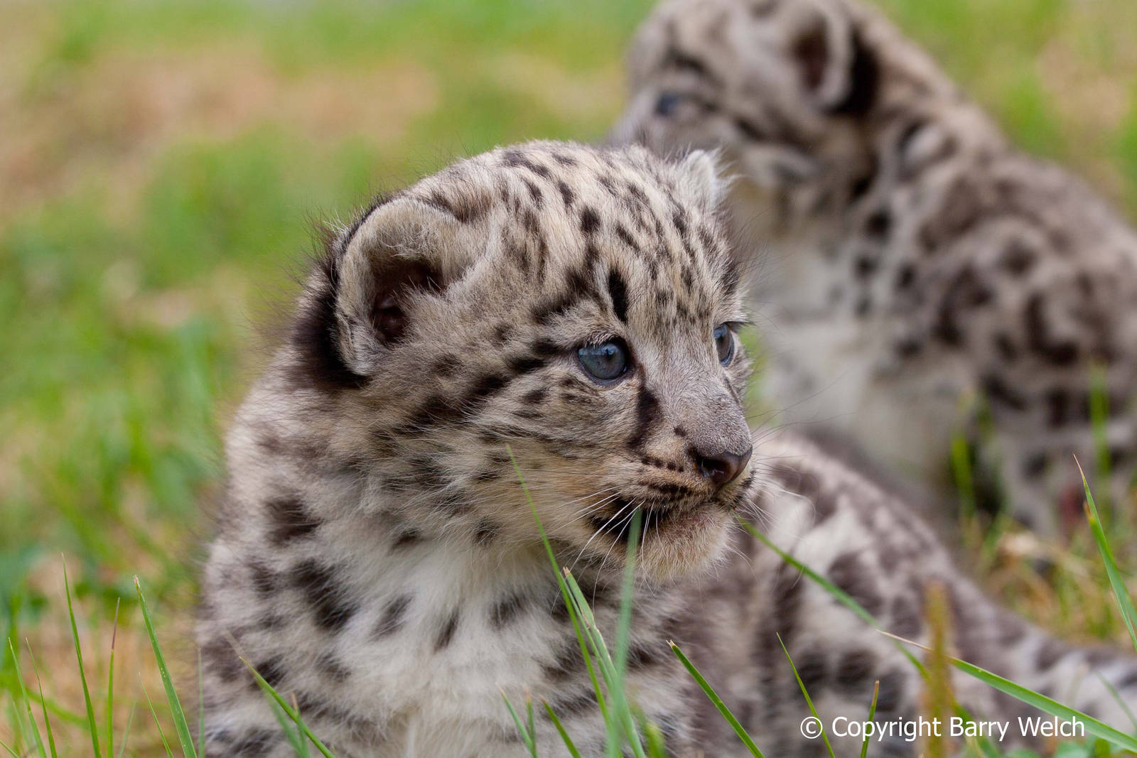 The Cat Survival Trust