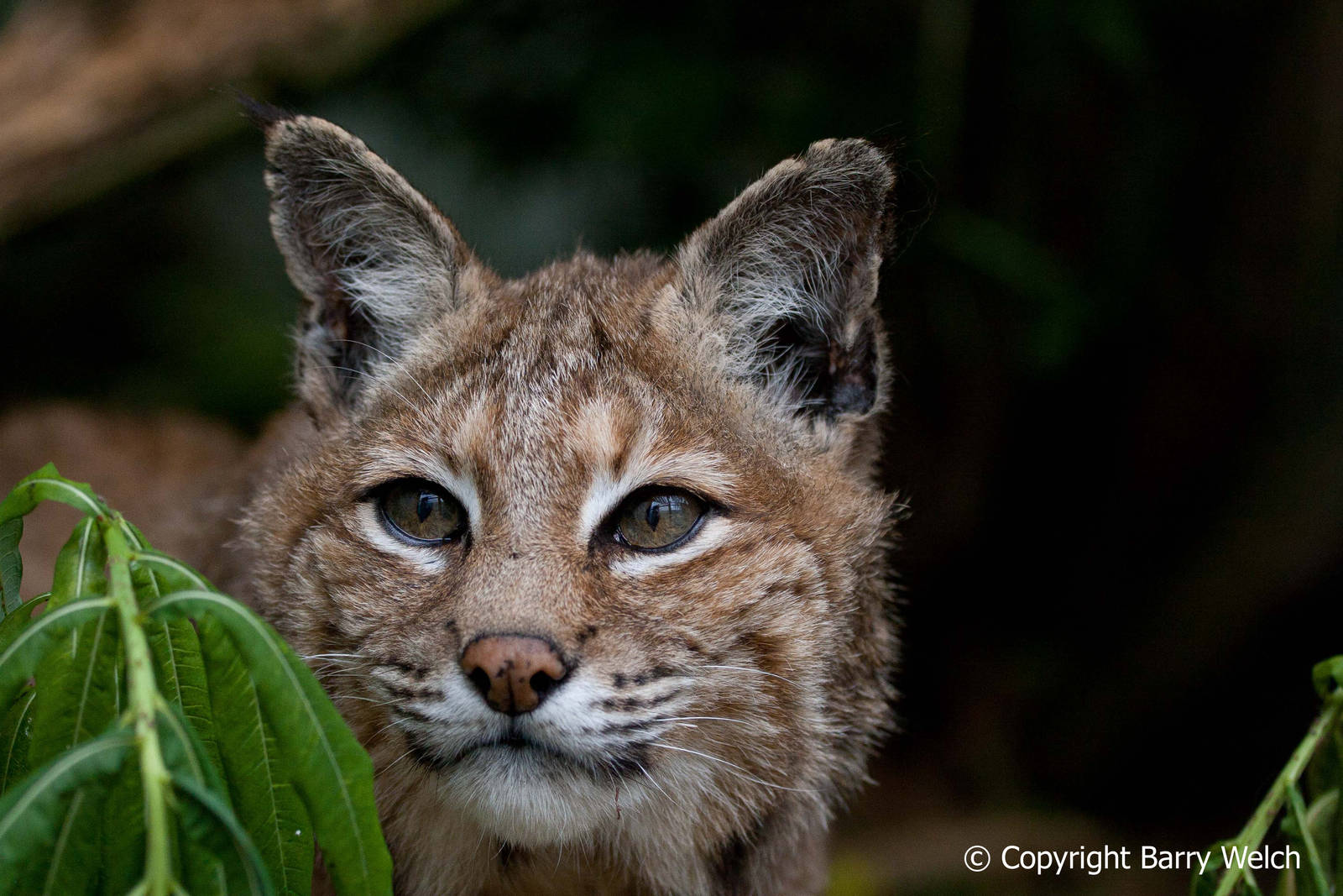 The Cat Survival Trust