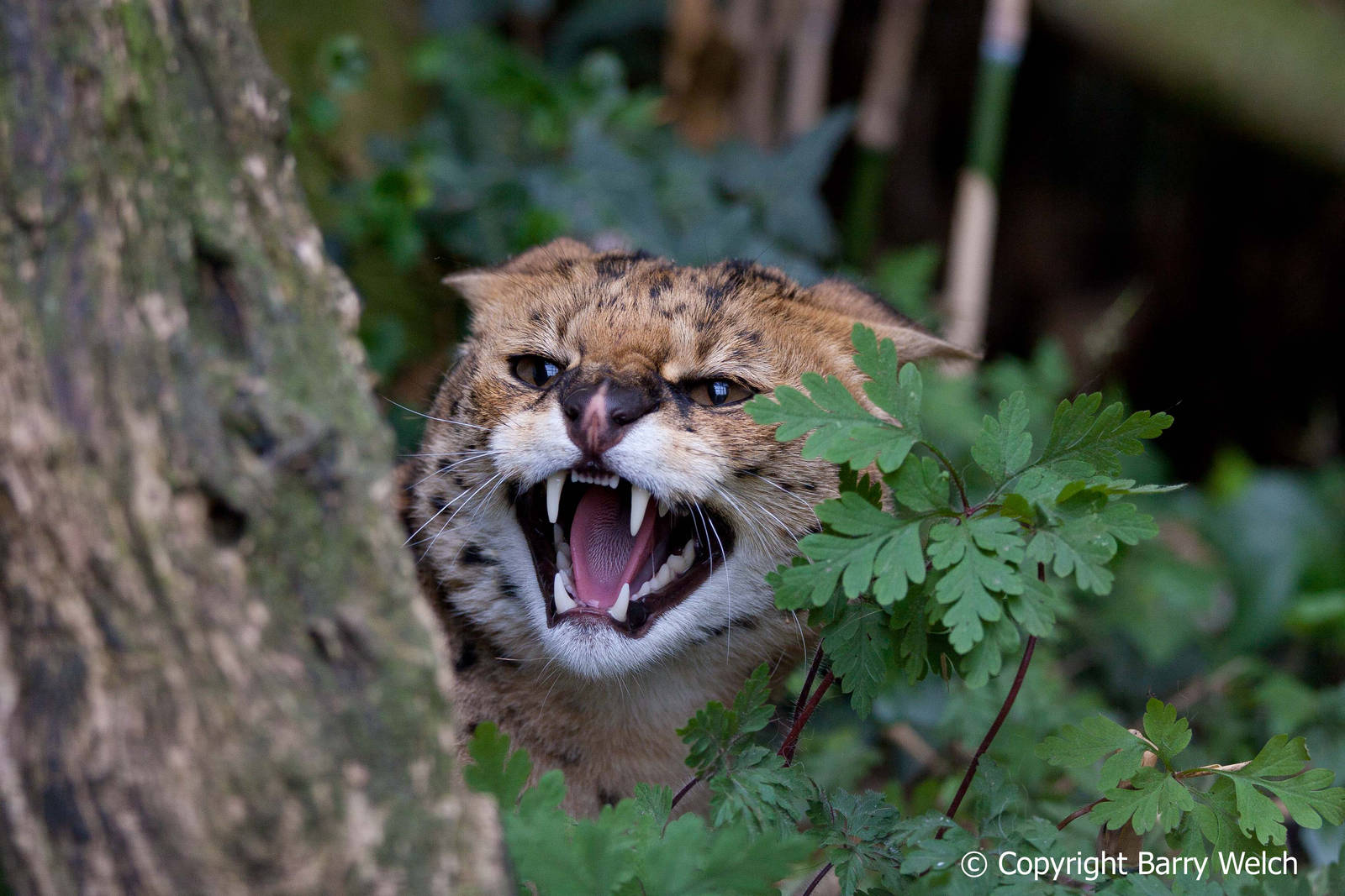 The Cat Survival Trust