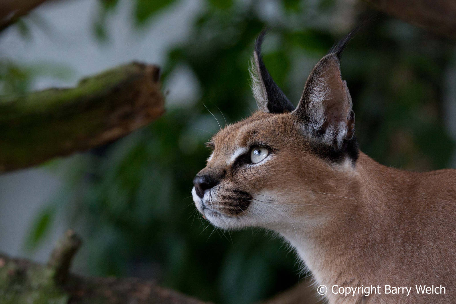 The Cat Survival Trust