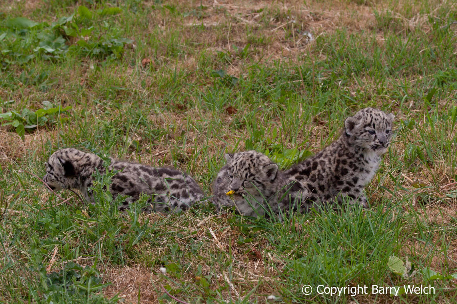 The Cat Survival Trust