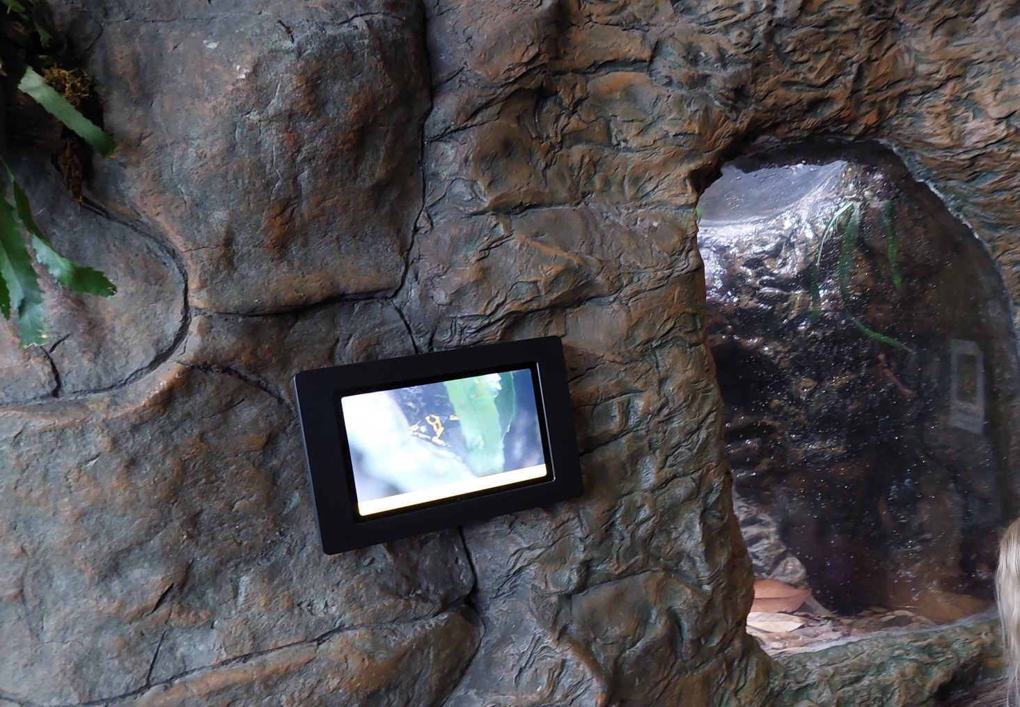 The Cave- Yellow-banded poison dart frog