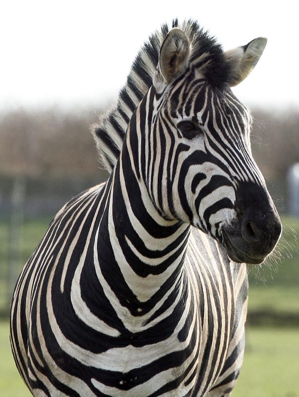 The Chapmans male zebra