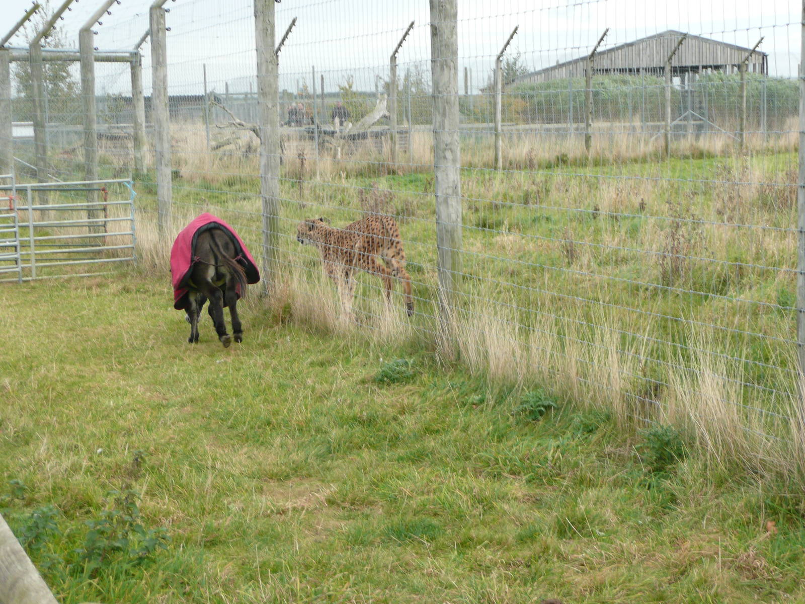 The chase - pygmy donkey and cheetah . October 2008