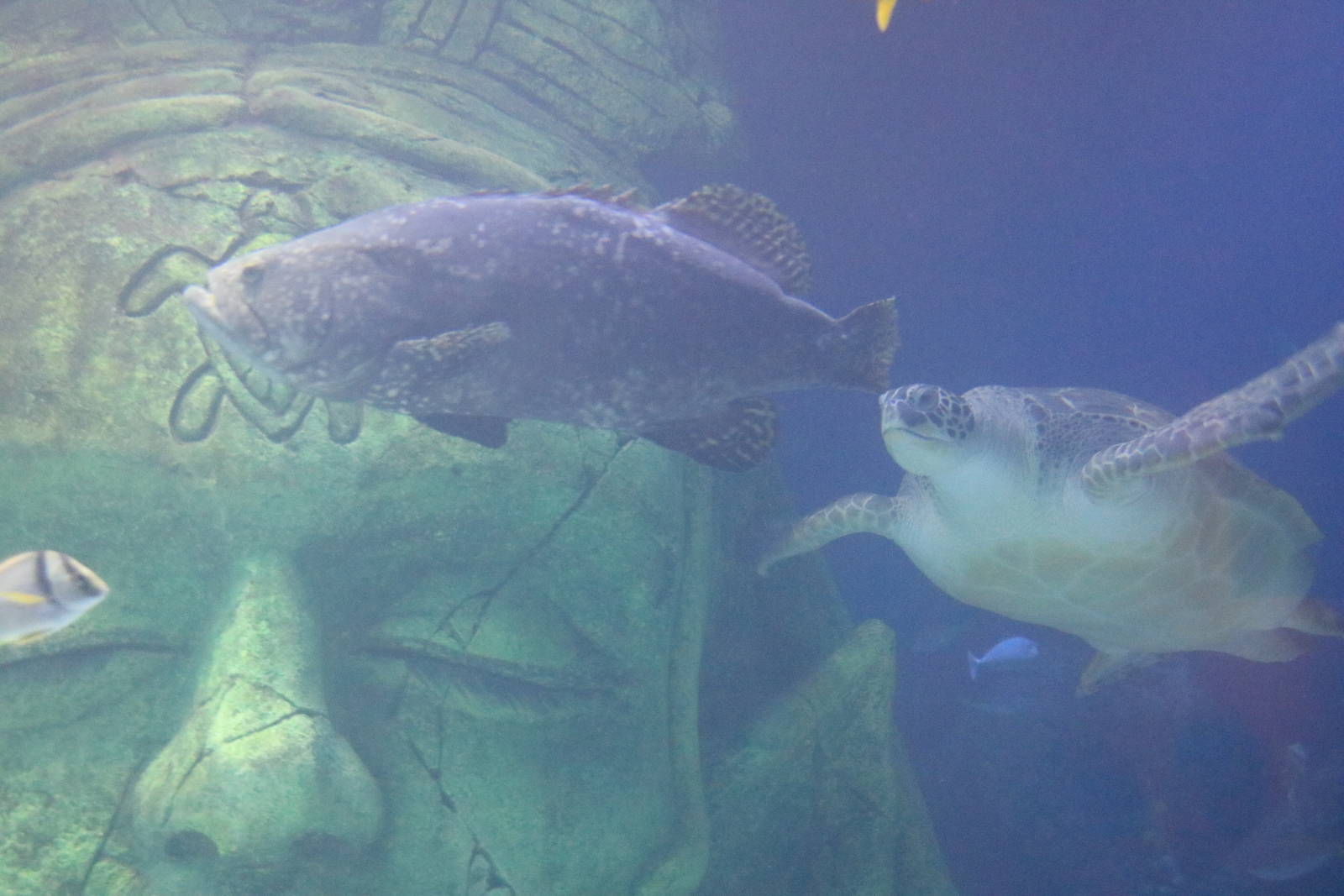 The chase, September 2015