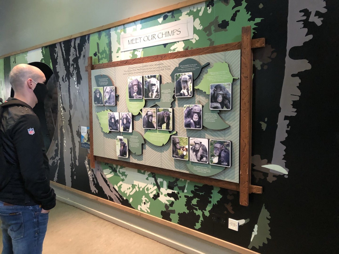 The Chimpanzees at Edinburgh Zoo (2020)