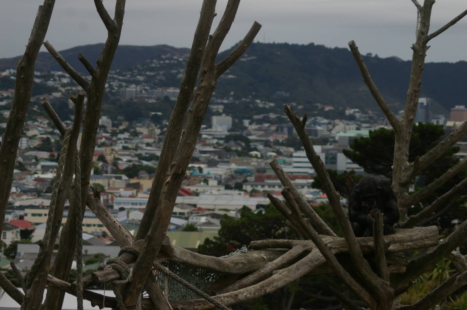 the chimpanzees' view at Wellington Zoo