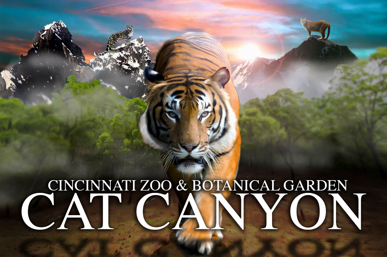 The Cincinnati Zoo's Cat Canyon Promo Art