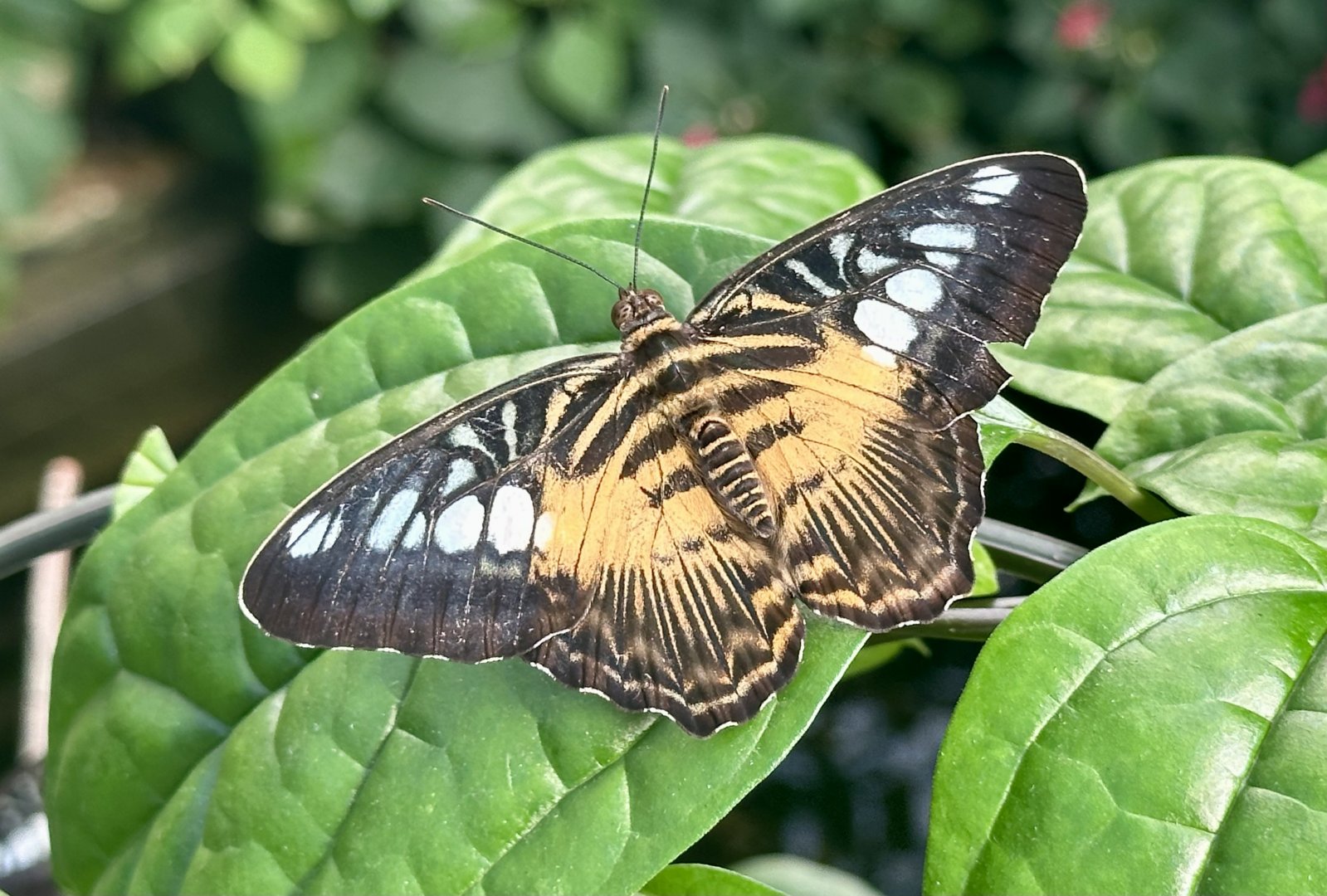 The Clipper butterfly (Parthenos sylvia)