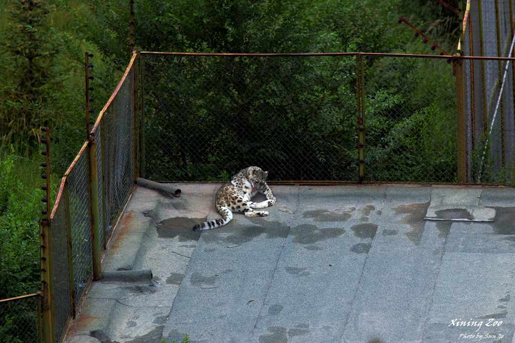 The close see of the snow leopard on the roof