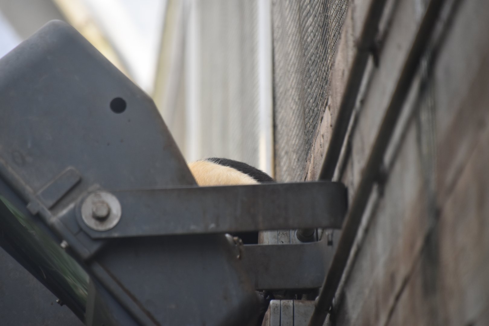 The closest I got to seeing a tamandua! :D