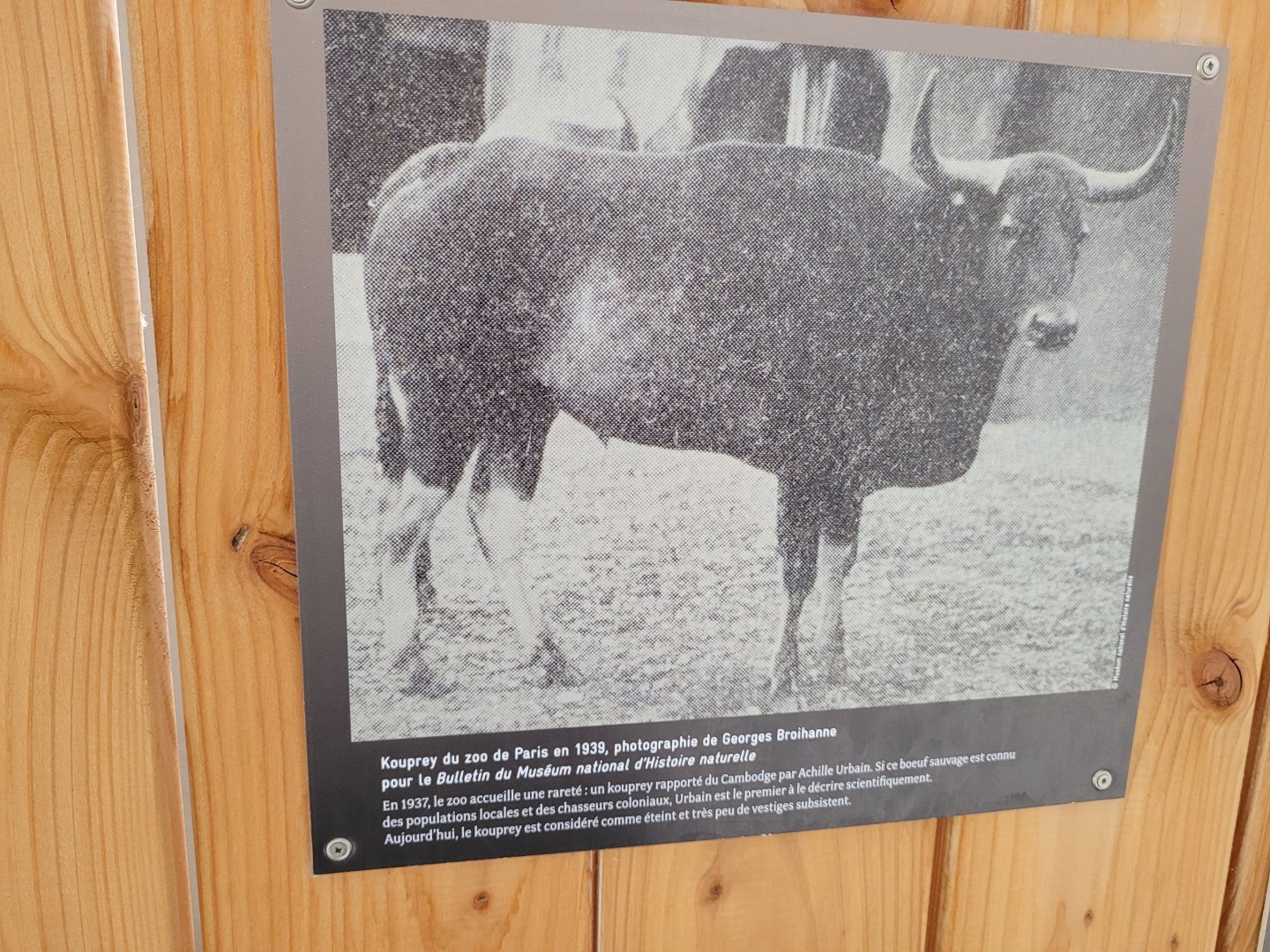 The closest I'll ever be of seeing a Kouprey -Parc Zoologique de Paris (2022)